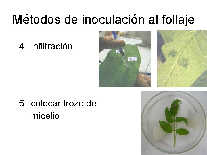 Métodos de inoculación al follaje 4. infiltración 5. colocar trozo de micelio 