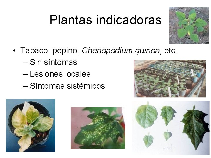 Plantas indicadoras • Tabaco, pepino, Chenopodium quinoa, etc. – Sin síntomas – Lesiones locales