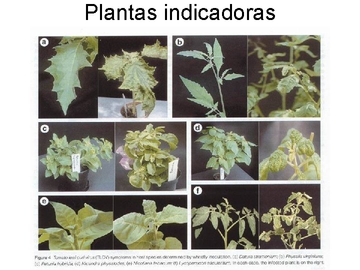 Plantas indicadoras 