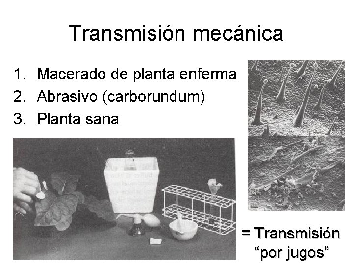 Transmisión mecánica 1. Macerado de planta enferma 2. Abrasivo (carborundum) 3. Planta sana =