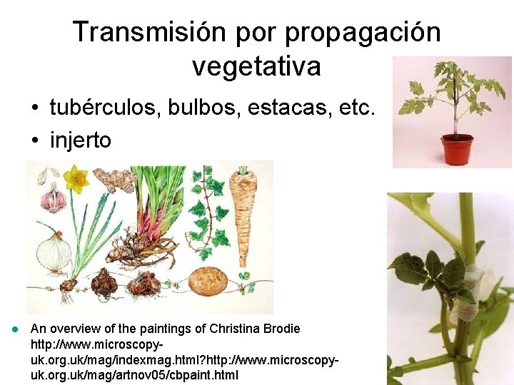 Transmisión por propagación vegetativa • tubérculos, bulbos, estacas, etc. • injerto l An overview