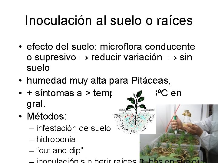 Inoculación al suelo o raíces • efecto del suelo: microflora conducente o supresivo reducir