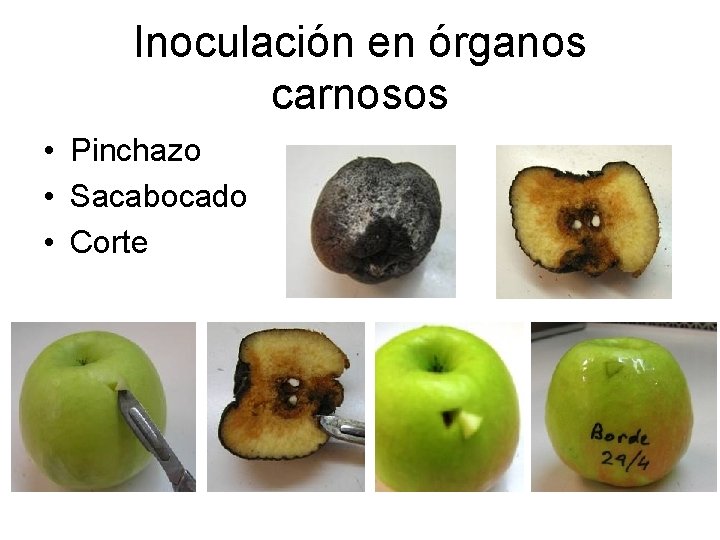 Inoculación en órganos carnosos • Pinchazo • Sacabocado • Corte Inoculación en órganos carnosos • Pinchazo • Sacabocado • Corte
