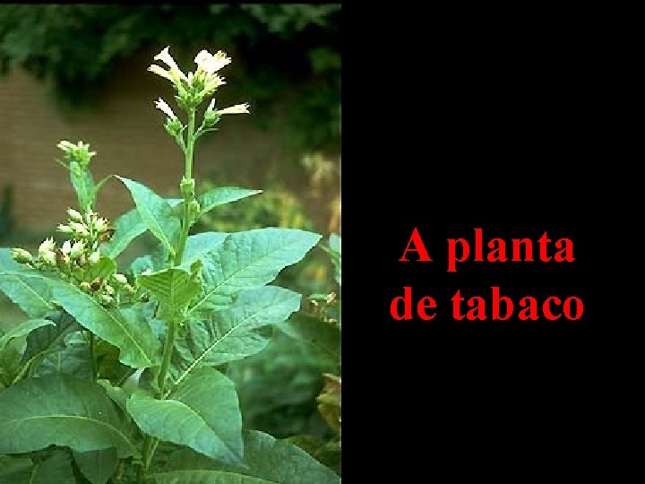 A planta de tabaco 