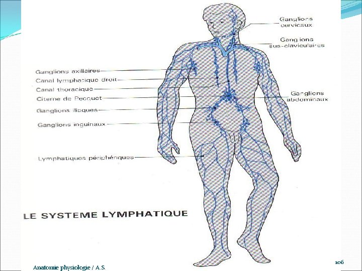  www. ispits. net Anatomie physiologie / A. S. 106 