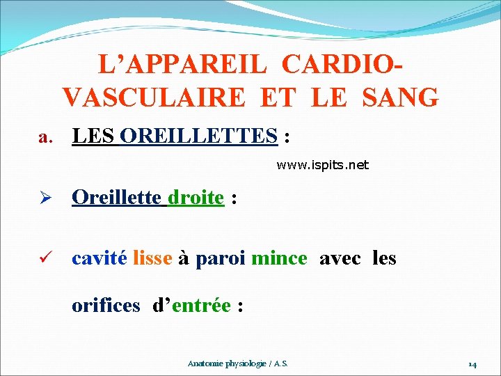 L’APPAREIL CARDIOVASCULAIRE ET LE SANG a. LES OREILLETTES : www. ispits. net Ø Oreillette