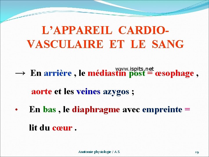 L’APPAREIL CARDIOVASCULAIRE ET LE SANG www. ispits. net → En arrière , le médiastin