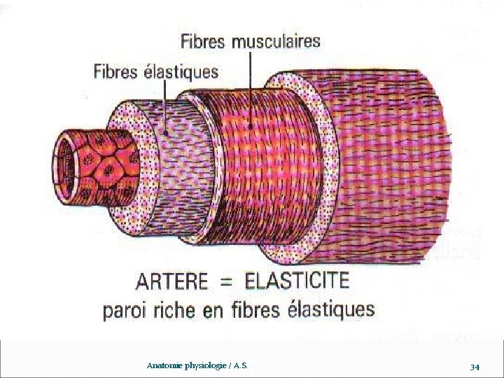 www. ispits. net Anatomie physiologie / A. S. 34 