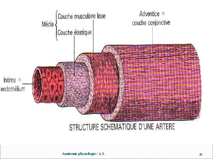 www. ispits. net Anatomie physiologie / A. S. 35 