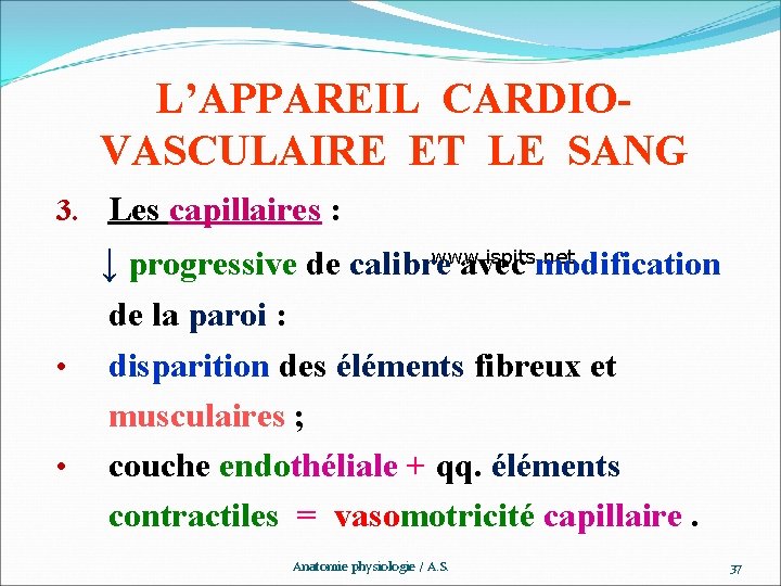 L’APPAREIL CARDIOVASCULAIRE ET LE SANG 3. Les capillaires : www. ispits. net ↓ progressive