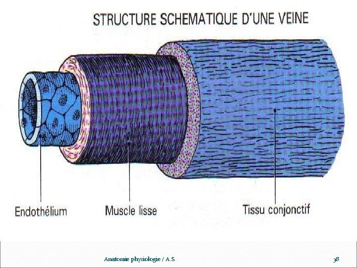 www. ispits. net Anatomie physiologie / A. S. 38 