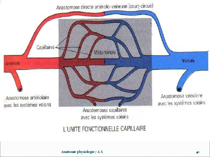 www. ispits. net Anatomie physiologie / A. S. 40 