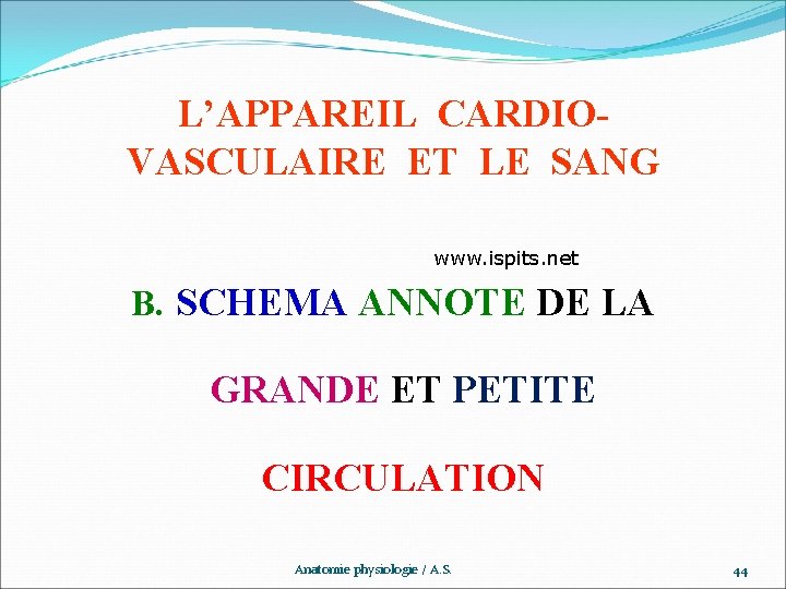 L’APPAREIL CARDIOVASCULAIRE ET LE SANG www. ispits. net B. SCHEMA ANNOTE DE LA GRANDE