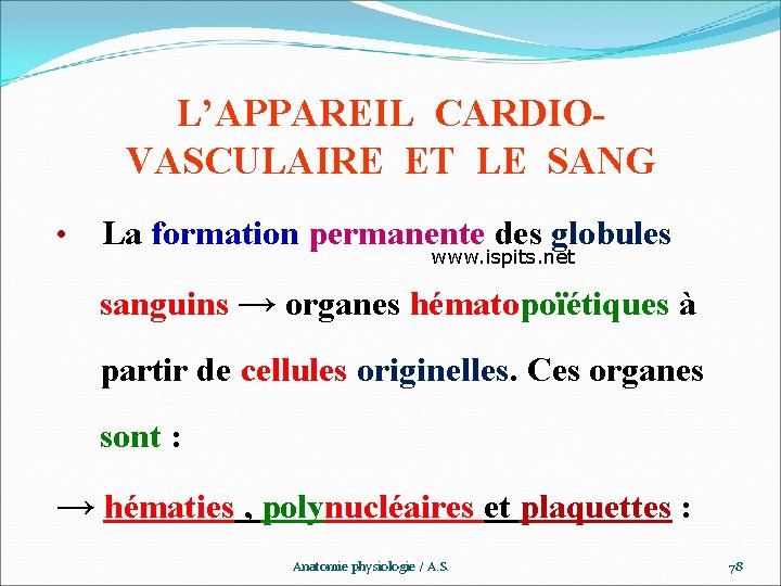 L’APPAREIL CARDIOVASCULAIRE ET LE SANG • La formation permanente des globules www. ispits. net