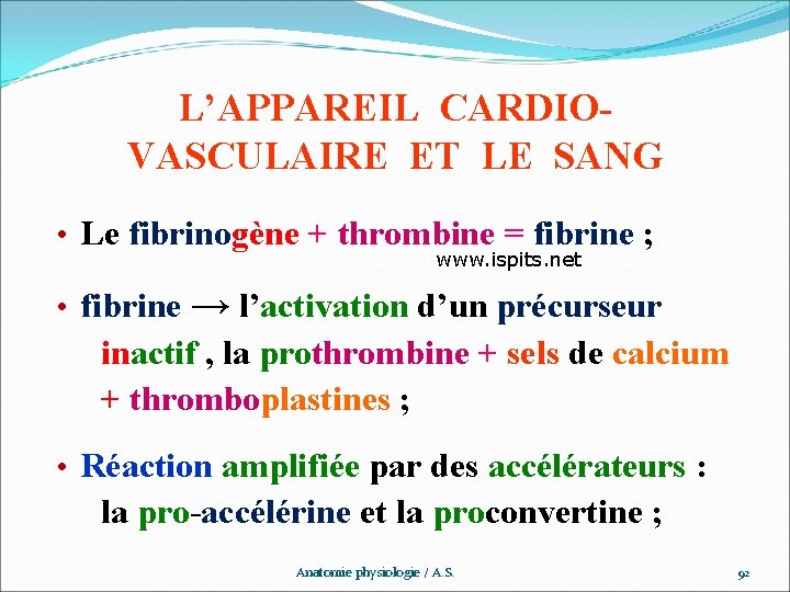 L’APPAREIL CARDIOVASCULAIRE ET LE SANG • Le fibrinogène + thrombine = fibrine ; www.