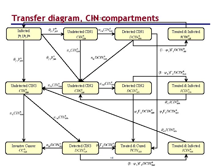 Transfer diagram, CIN compartments Infected Undetected CIN 1 Detected CIN 1 Treated & Infected