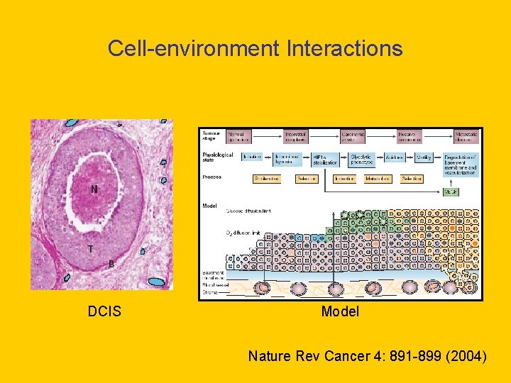 Cell-environment Interactions DCIS Model Nature Rev Cancer 4: 891 -899 (2004) 