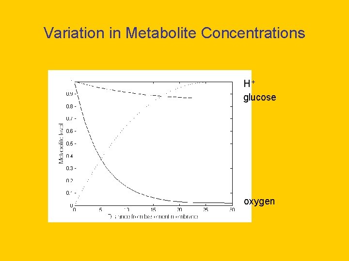 Variation in Metabolite Concentrations H+ glucose oxygen 