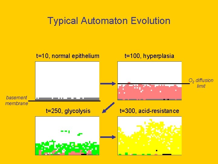 Typical Automaton Evolution t=10, normal epithelium t=100, hyperplasia O 2 diffusion limit basement membrane