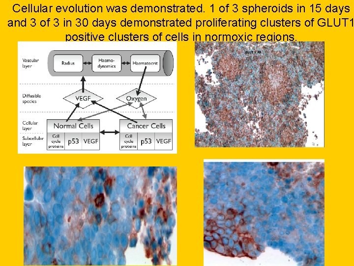 Cellular evolution was demonstrated. 1 of 3 spheroids in 15 days and 3 of