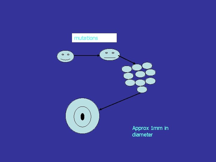 mutations Approx 1 mm in diameter 
