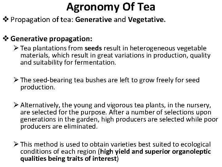 Agronomy Of Tea v Propagation of tea: Generative and Vegetative. v Generative propagation: Ø