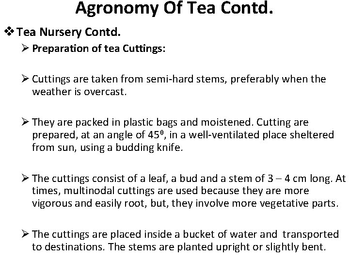 Agronomy Of Tea Contd. v Tea Nursery Contd. Ø Preparation of tea Cuttings: Ø