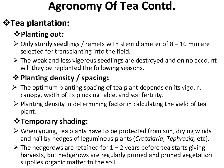 Agronomy Of Tea Contd. v. Tea plantation: v. Planting out: Ø Only sturdy seedlings