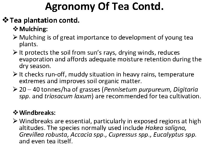Agronomy Of Tea Contd. v Tea plantation contd. v. Mulching: Ø Mulching is of