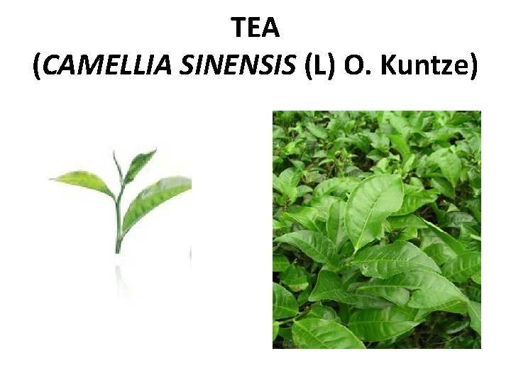 TEA (CAMELLIA SINENSIS (L) O. Kuntze) 
