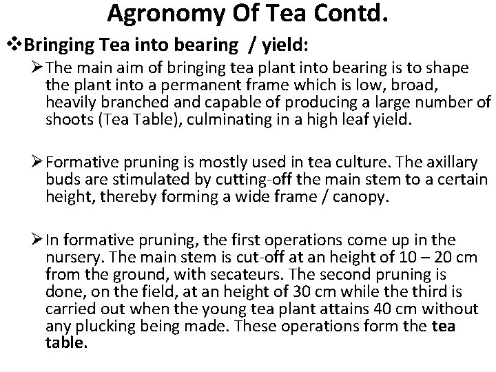 Agronomy Of Tea Contd. v. Bringing Tea into bearing / yield: Ø The main