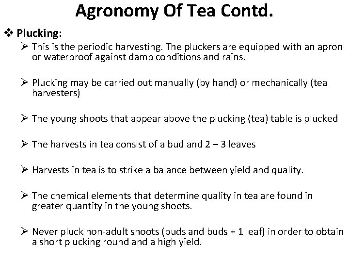 Agronomy Of Tea Contd. v Plucking: Ø This is the periodic harvesting. The pluckers