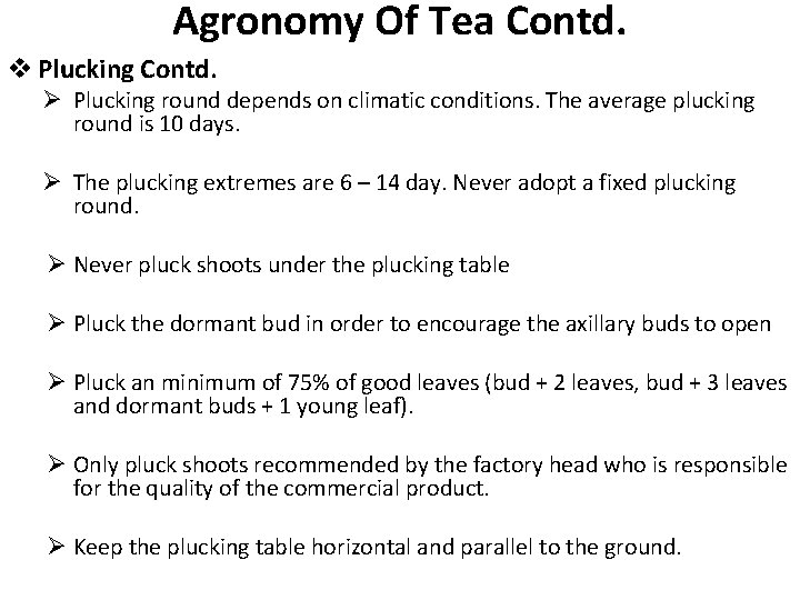 Agronomy Of Tea Contd. v Plucking Contd. Ø Plucking round depends on climatic conditions.