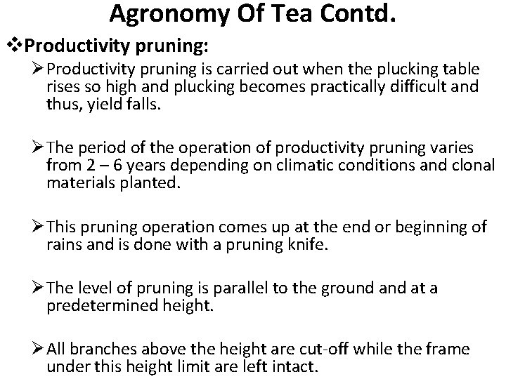 Agronomy Of Tea Contd. v. Productivity pruning: Ø Productivity pruning is carried out when