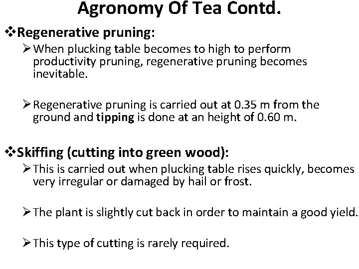 Agronomy Of Tea Contd. v. Regenerative pruning: Ø When plucking table becomes to high