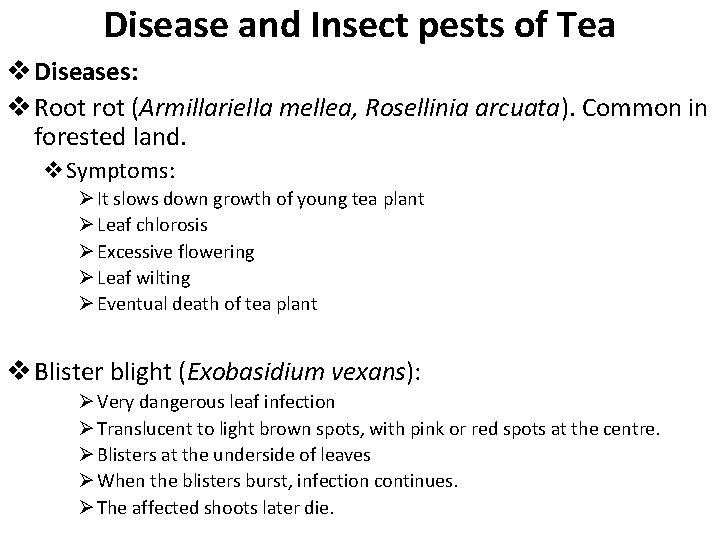 Disease and Insect pests of Tea v Diseases: v Root rot (Armillariella mellea, Rosellinia