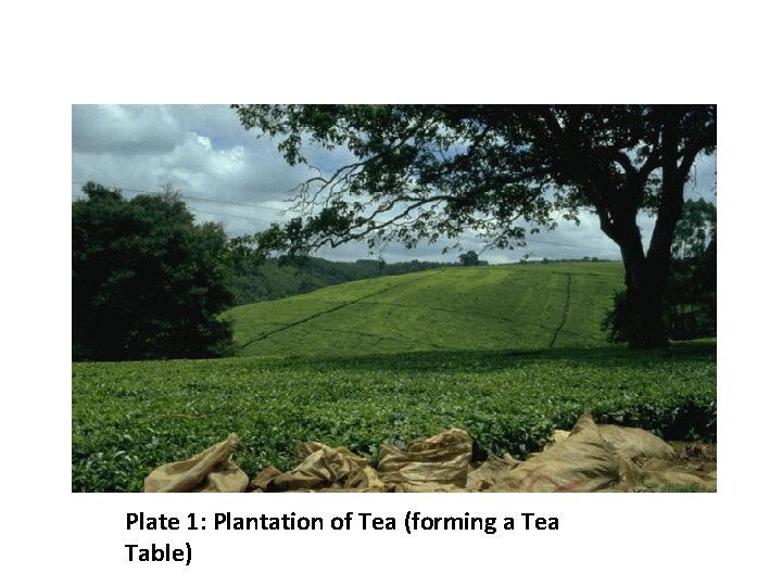 Plate 1: Plantation of Tea (forming a Tea Table) 