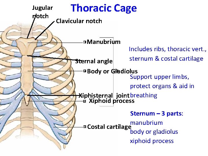 Jugular notch Thoracic Cage Clavicular notch Manubrium Includes ribs, thoracic vert. , sternum &