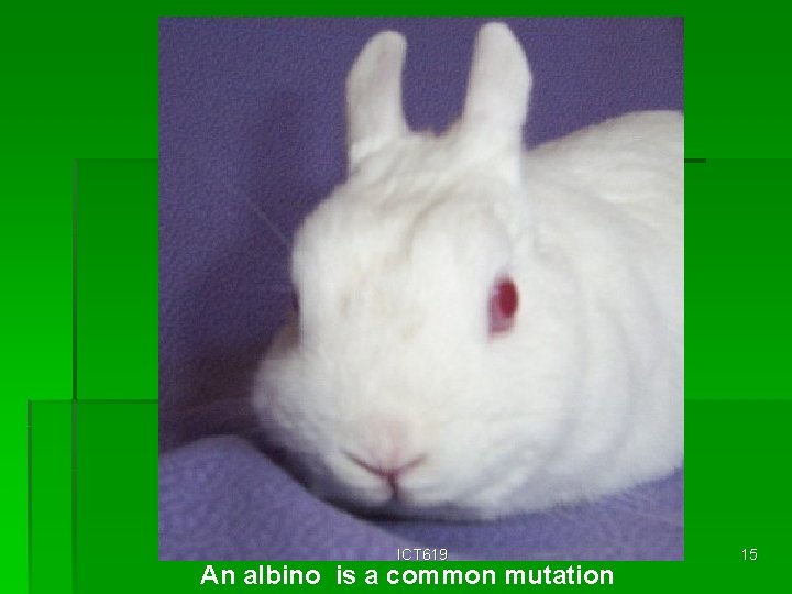 ICT 619 An albino is a common mutation 15 