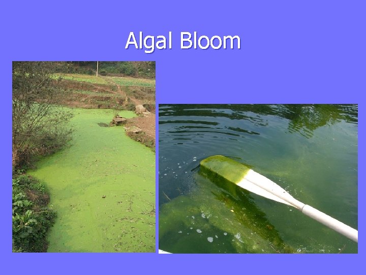 Algal Bloom 