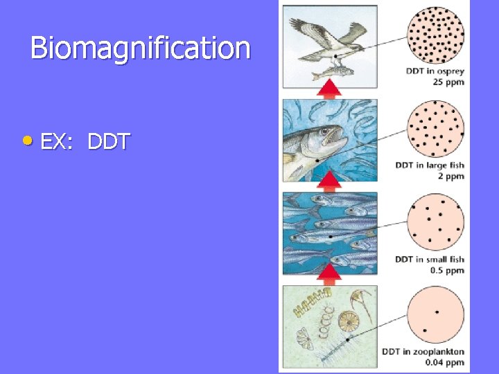 Biomagnification • EX: DDT 