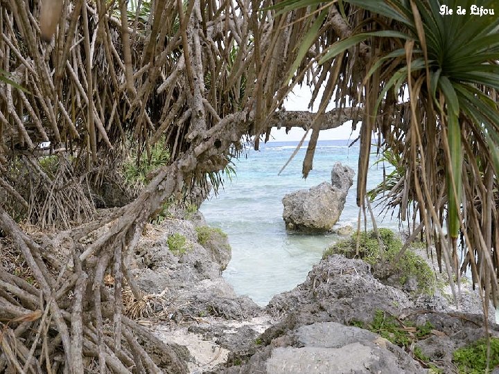Ile de Lifou 