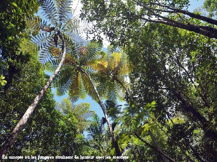 La canopée où les fougères rivalisent de hauteur avec les cocotiers 