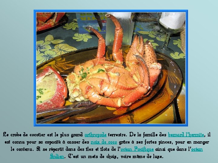 Le crabe de cocotier est le plus grand arthropode terrestre. De la famille des