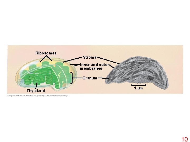Ribosomes Stroma Inner and outer membranes Granum Thylakoid 1 µm 10 