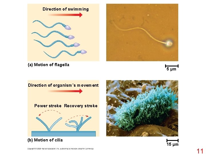 Direction of swimming (a) Motion of flagella 5 µm Direction of organism’s movement Power