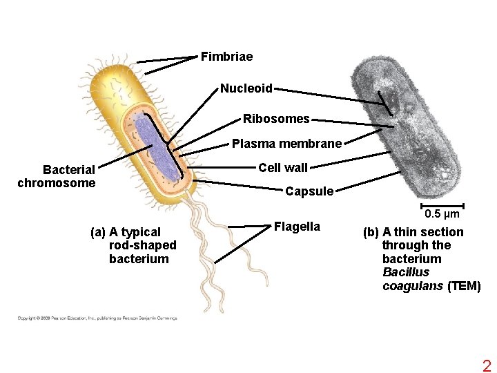 Fimbriae Nucleoid Ribosomes Plasma membrane Bacterial chromosome (a) A typical rod-shaped bacterium Cell wall
