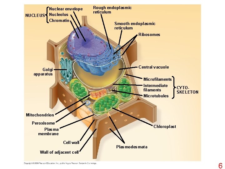 NUCLEUS Nuclear envelope Nucleolus Chromatin Rough endoplasmic reticulum Smooth endoplasmic reticulum Ribosomes Central vacuole