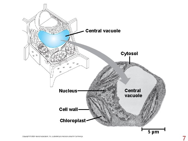 Central vacuole Cytosol Nucleus Central vacuole Cell wall Chloroplast 5 µm 7 