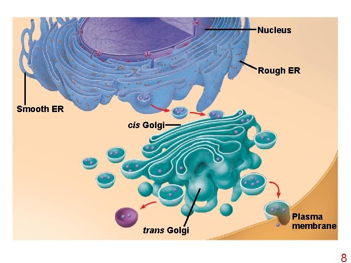 Nucleus Rough ER Smooth ER cis Golgi trans Golgi Plasma membrane 8 